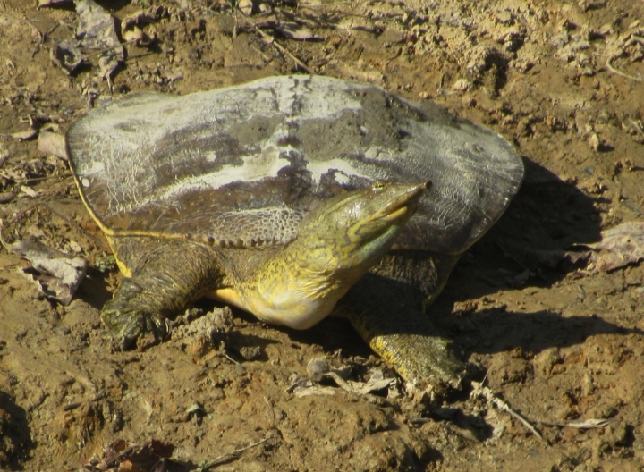 Softshell Turtle